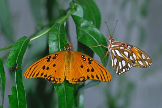 Agraulis vanillae,Dione vanillae