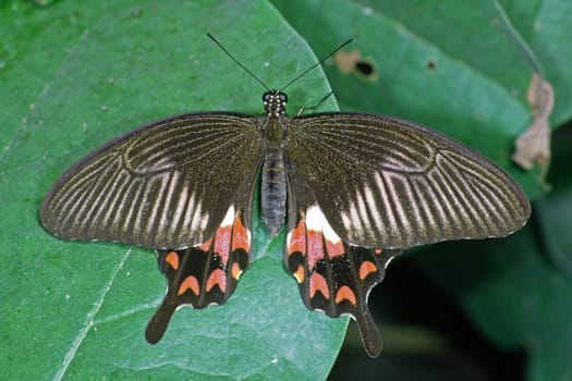 Papilio helenus,swallowtail