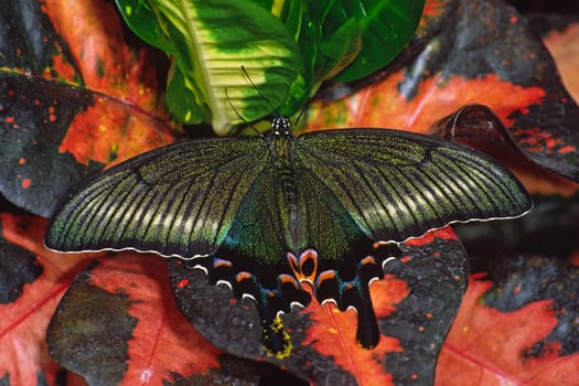 Papilio maaki,swallowtail