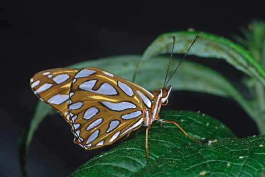 Agraulis = Dione vanillae