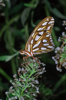 Dione vanillae