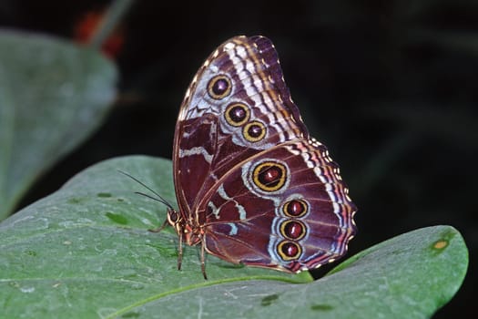 Tropical Butterfly,Tropical Butterfly