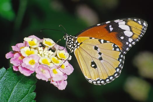 Danaus crysippus,African monarch