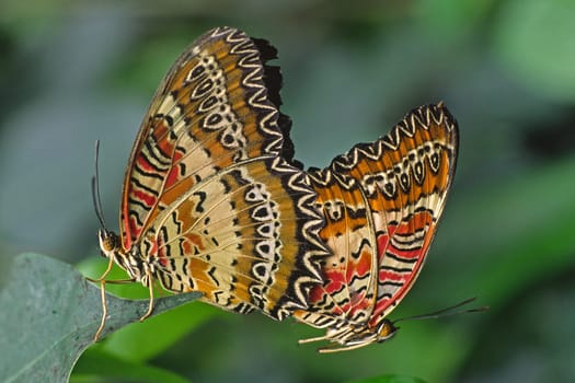 Cethosia biblis,tip-winged,mating