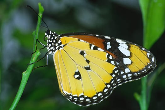 Danaus chrysippus,African monarch