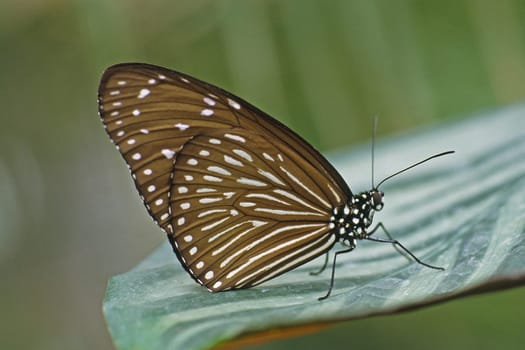Tropical butterflies