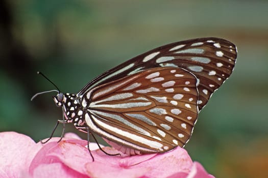 Tropical butterflies