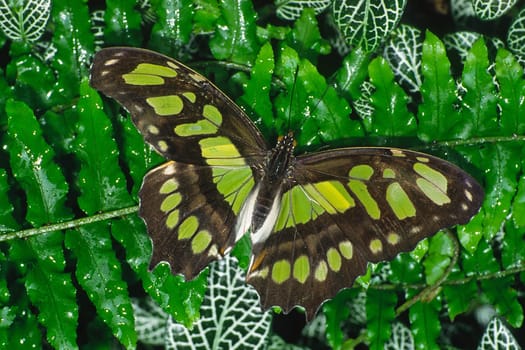 Siproeta stelenus,green tropical butterfly