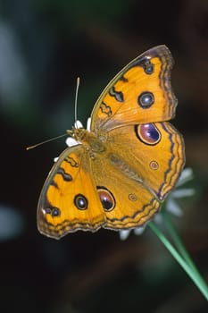 Tropical butterflies