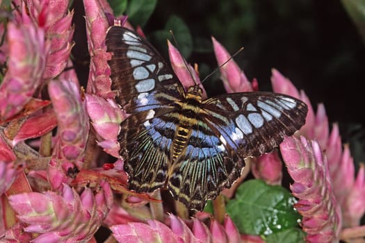 Parthenos sylvia,swift