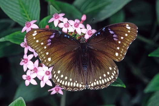 Brown tropical butterfly