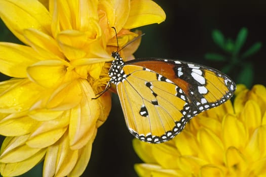 Danaus chrysippus,African monarch