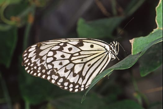 Idea leuconoe,White Tree Nymph