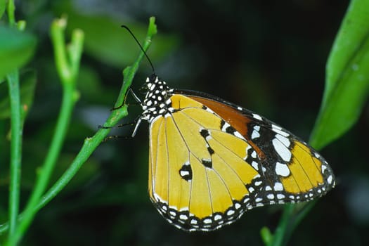 Danaus crysippus,African monarch