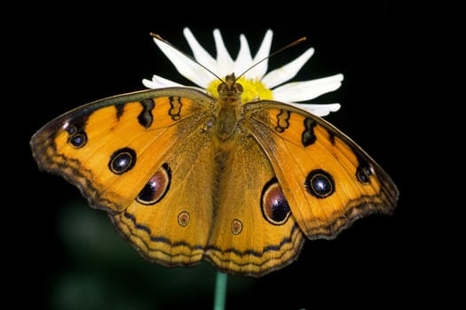 Tropical butterflies