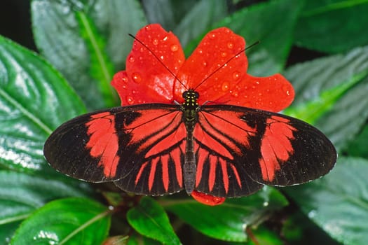 Heliconius melpomone