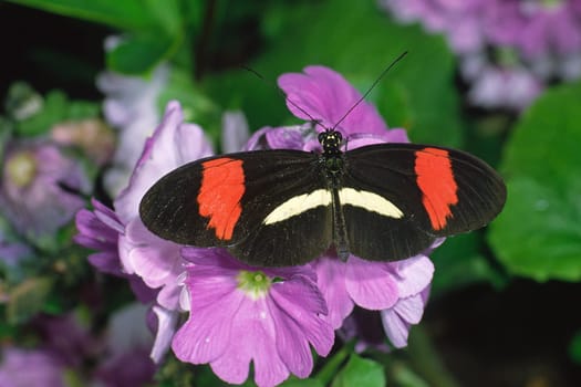 Heliconius species, Schmuckfalter
