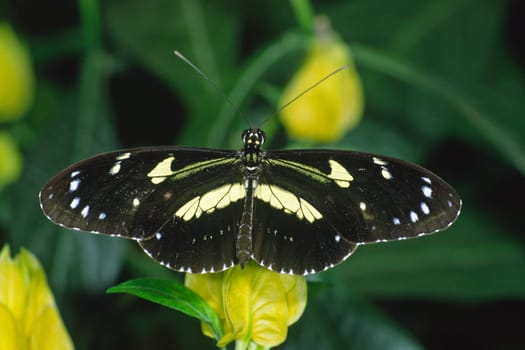 Heliconius atthis
