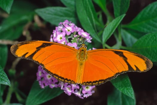 Dryas julia,Torch,Butterfly