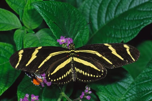 Heliconius charitonius,Zebra