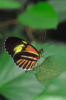 Heliconius species, Schmuckfalter