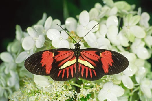Heliconius melpomone,Butterfly