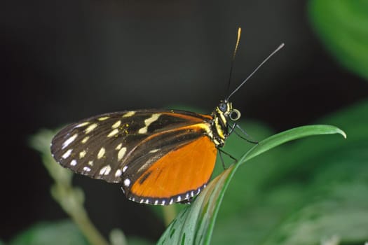 Tropical butterflies
