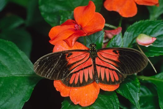 Heliconius melpomone,Butterfly
