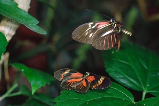 Heliconius species, Falter im Flug