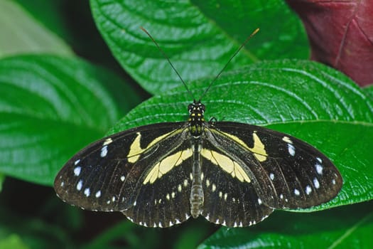 Heliconius atthis,Butterfly