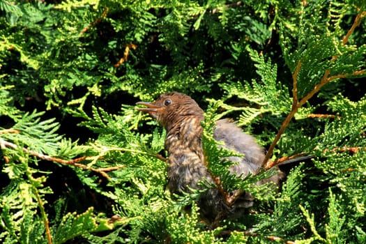 A female blackbird sunbathes in the hedge