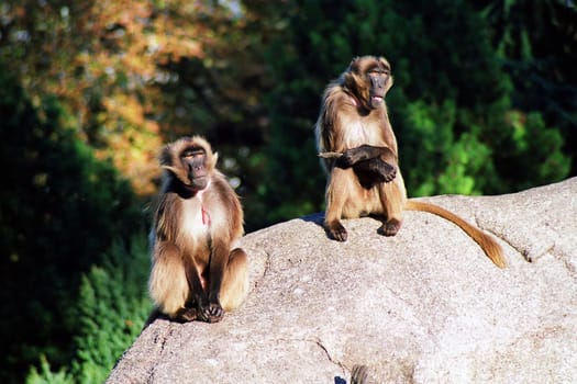 Monkeys