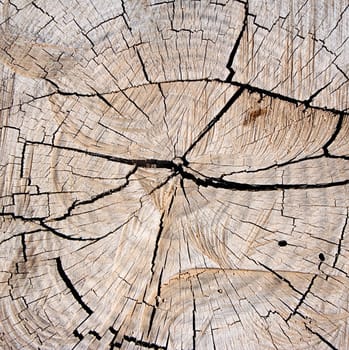 Tree stump