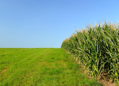 Corn Field Edge