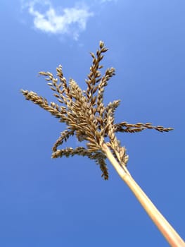 Corn plant,top