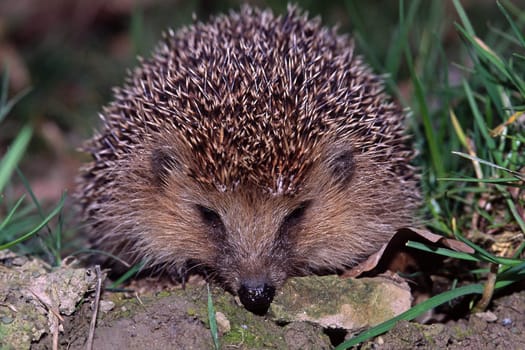 Hedgehog,Erinaceus europaeus