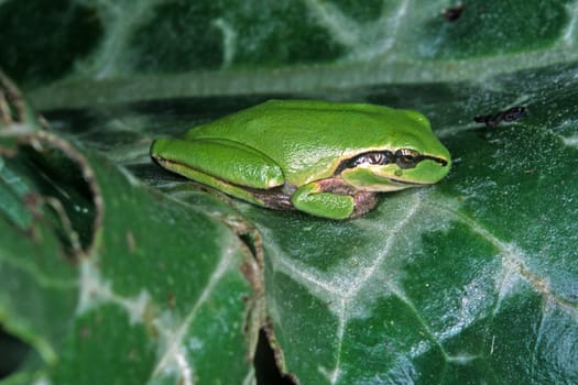 Hyla meridionalis,Mediterranean tree frog