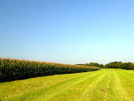 Corn and more