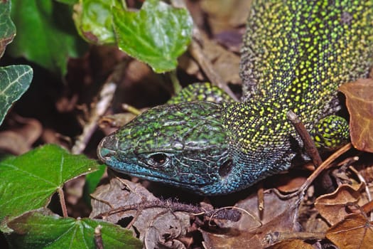 Emerald lizard,Lacerta viridis