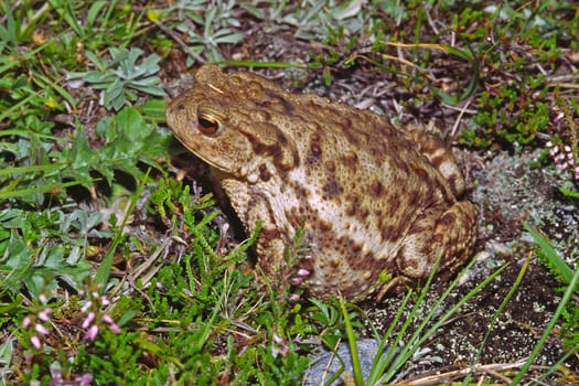 Erdkröte, Bufo bufo