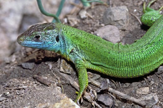 Emerald lizard,Lacerta viridis