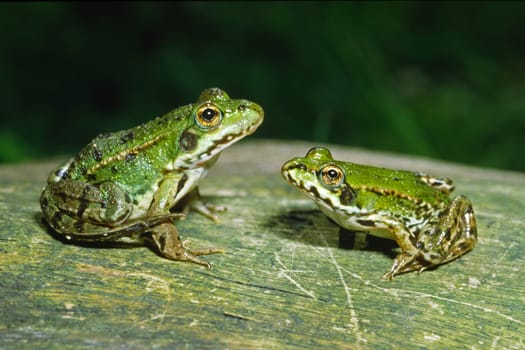 Water frog,Rana esculanta
