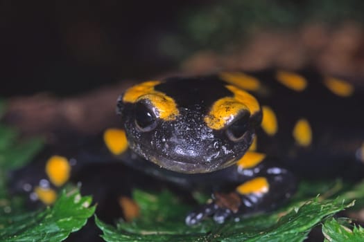 Feuersalamander, Salamandra salamandra