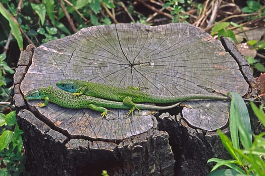 Emerald lizard,Lacerta viridis