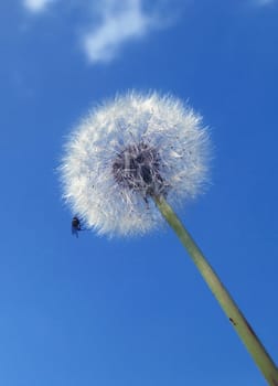 Dandelion with guest