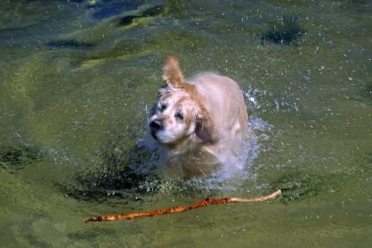 Seal swimming