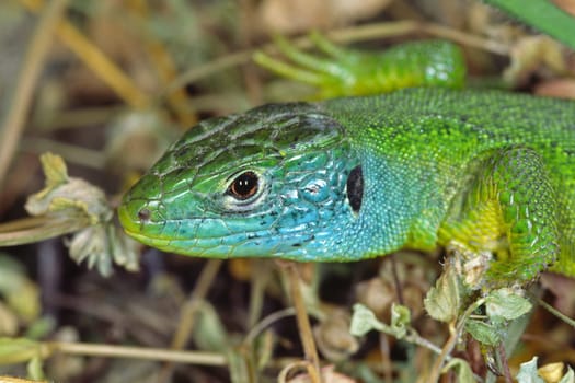 Emerald lizard,Lacerta viridis