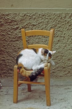 Young house cat on small chair