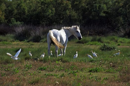 Camargue horse with cow heron