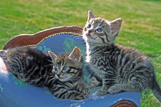 Young domestic cats,animal children